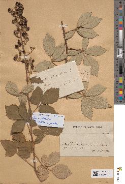 spécimen de Rubus collinus