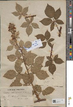 spécimen de Rubus preaubertii
