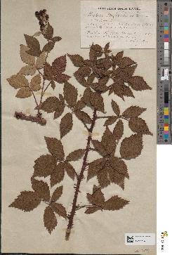 spécimen de Rubus sp.