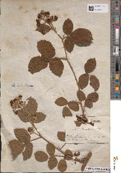 spécimen de Rubus vestitus