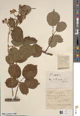 spécimen de Rubus vestitus