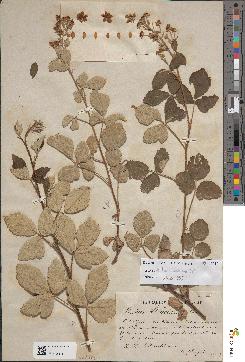 spécimen de Rubus collinus