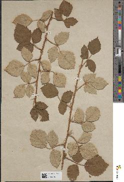spécimen de Rubus collinus