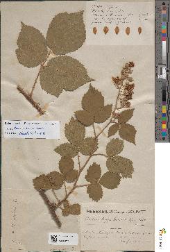 spécimen de Rubus hypoleucus