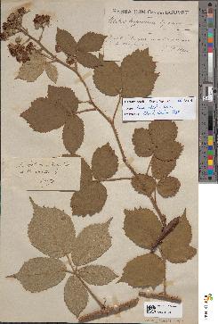 spécimen de Rubus hypoleucus