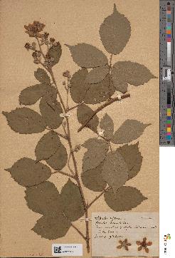 spécimen de Rubus radula