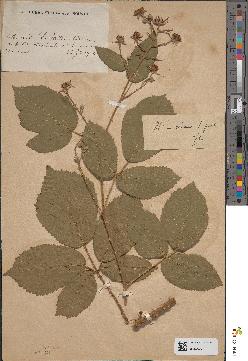 spécimen de Rubus schmidelyanus
