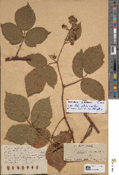 spécimen de Rubus schmidelyanus