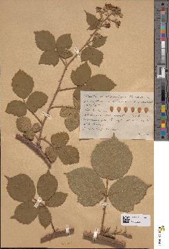 spécimen de Rubus boraeanus