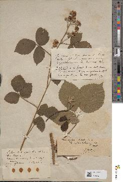 spécimen de Rubus nemorosus