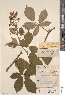 spécimen de Rubus borreri