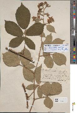 spécimen de Rubus borreri
