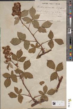 spécimen de Rubus leightonii