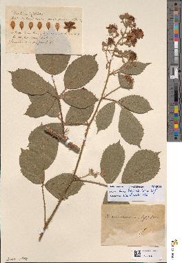 spécimen de Rubus leightonii