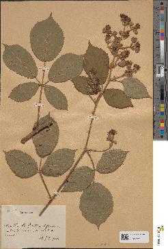 spécimen de Rubus leightonii