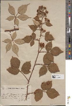 spécimen de Rubus bracteatus