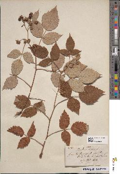 spécimen de Rubus idaeus
