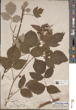 spécimen de Rubus idaeus