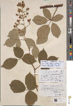spécimen de Rubus bifrons