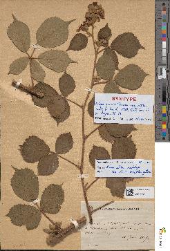 spécimen de Rubus discerptus
