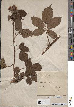 spécimen de Rubus pallidus