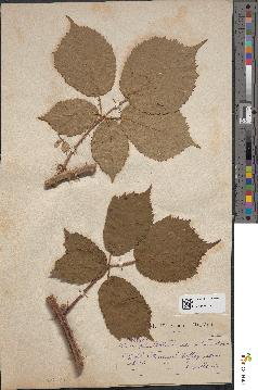 spécimen de Rubus flexicaulis