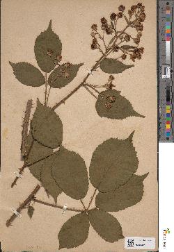 spécimen de Rubus × bipartitus