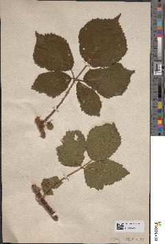 spécimen de Rubus dasycaulon