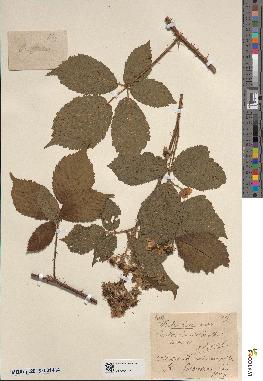 spécimen de Rubus fuscus