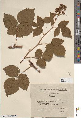 spécimen de Rubus schleicheri