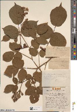 spécimen de Rubus horridulus