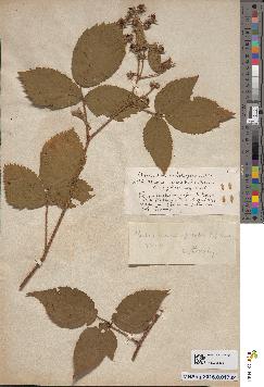 spécimen de Rubus humilis