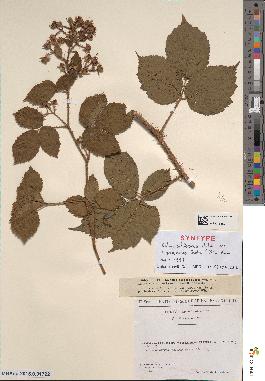 spécimen de Rubus schleicheri