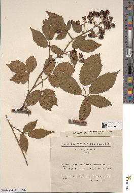 spécimen de Rubus schleicheri