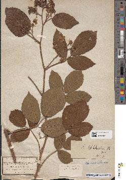 spécimen de Rubus schleicheri