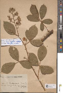 spécimen de Rubus × occiduus