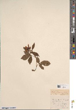 spécimen de Rubus obovalis