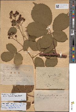 spécimen de Rubus oxyanchus