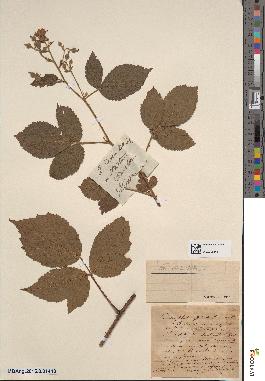 spécimen de Rubus borreri