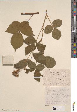 spécimen de Rubus rosaceus