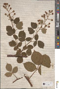 spécimen de Rubus distractus