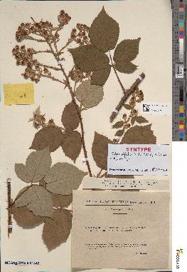 spécimen de Rubus × defectus