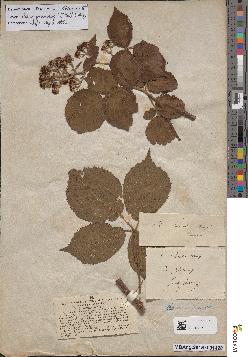 spécimen de Rubus pannosus