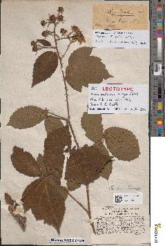 spécimen de Rubus erubescens