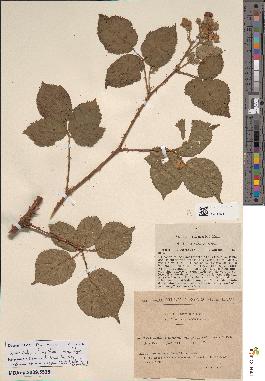 spécimen de Rubus rhamnifolius