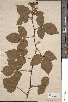 spécimen de Rubus angustipaniculatus