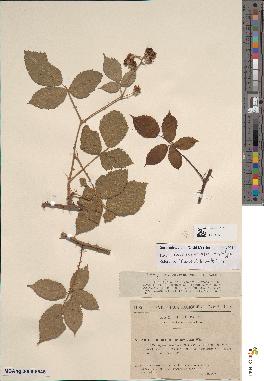 spécimen de Rubus rhamnifolius