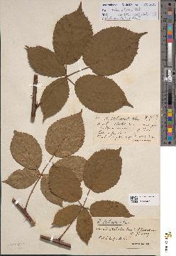 spécimen de Rubus sulcatus