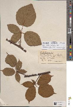 spécimen de Rubus sulcatus