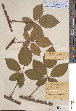 spécimen de Rubus oblongifrons